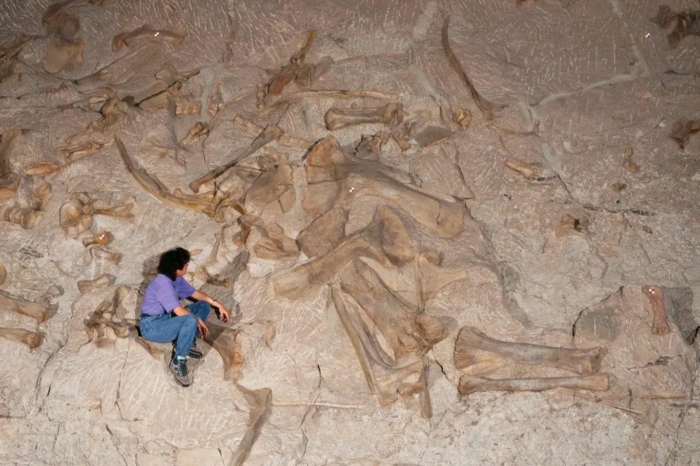Největší sauropod byl nalezen v Portugalsku. Ilustrační foto.