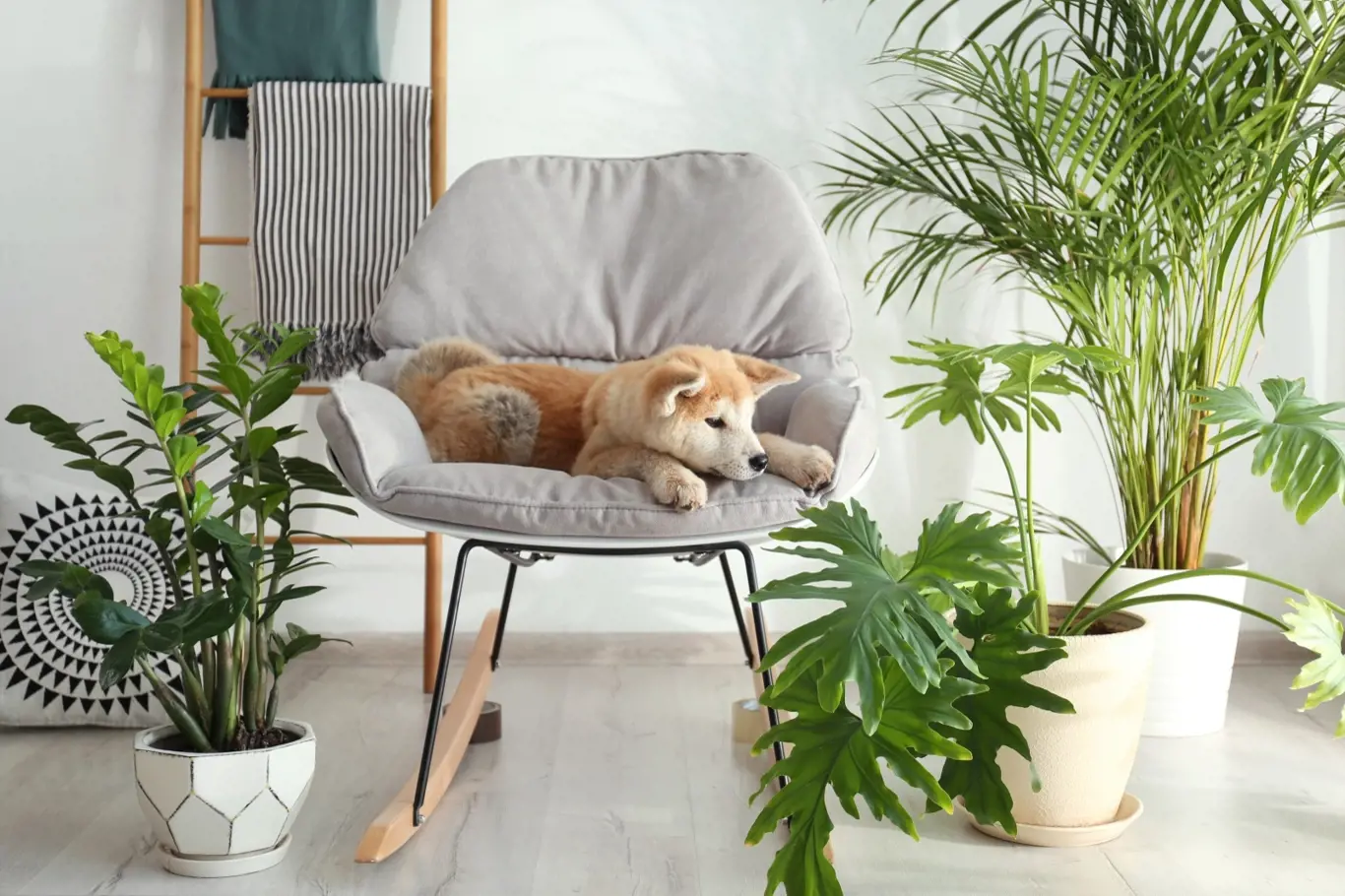 pes, pokojové rostliny, pokojovky