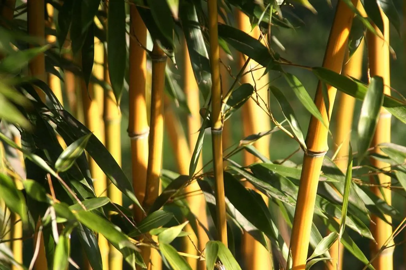 Bambusy 