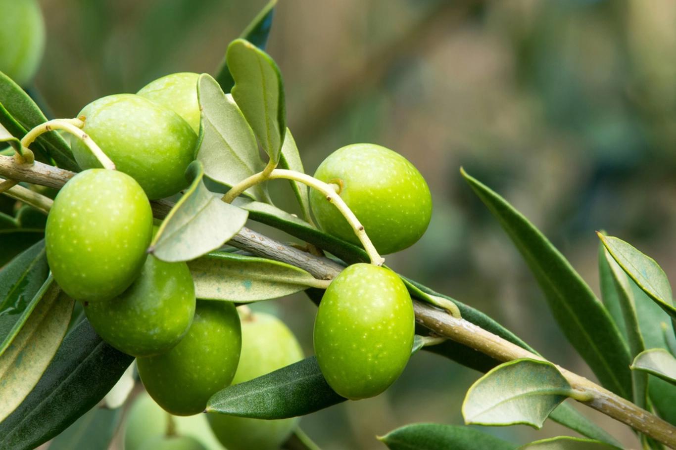 Kolik stupnu snese olivovník?