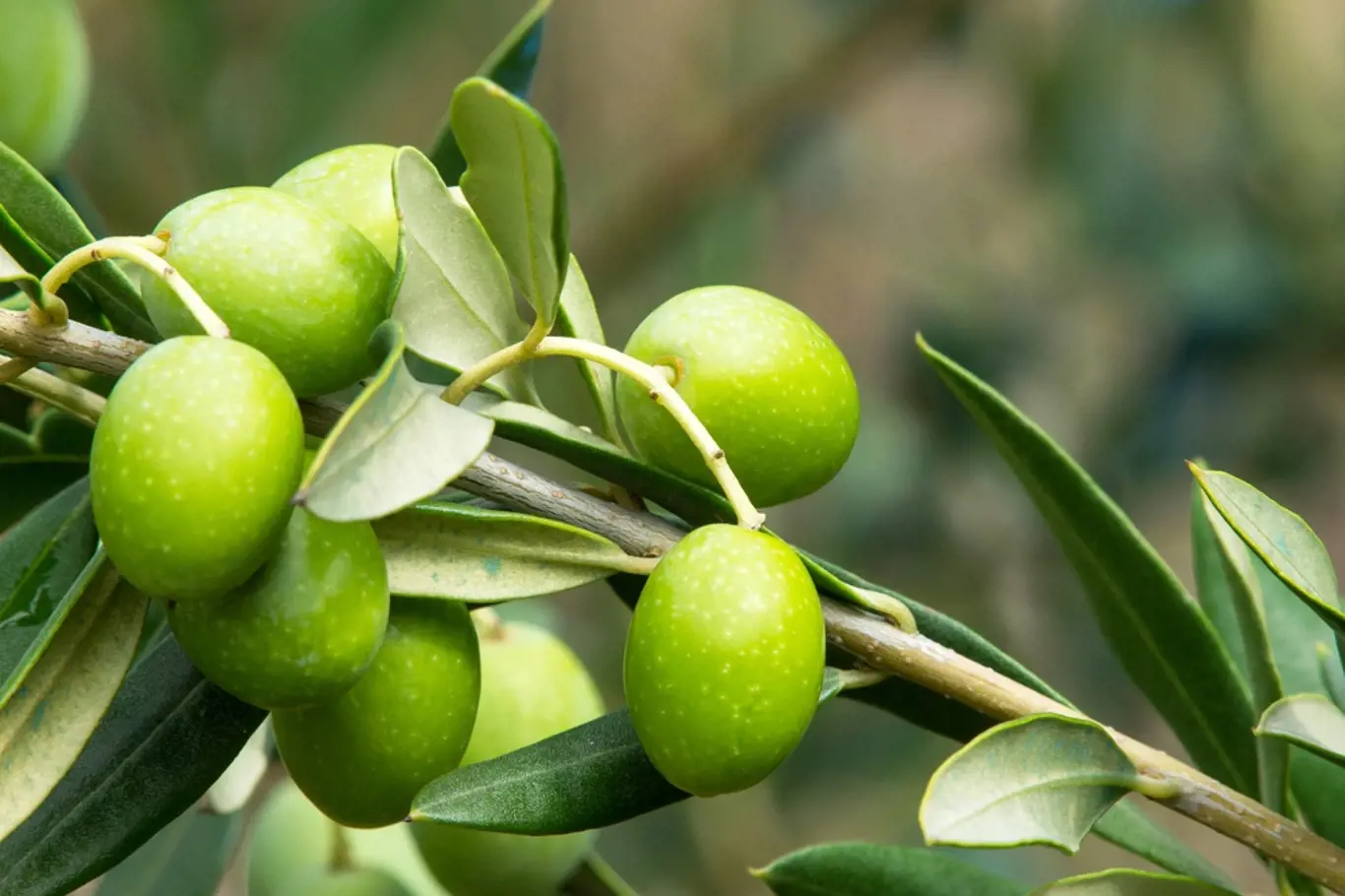 Větvička olivovníku s olivami.
