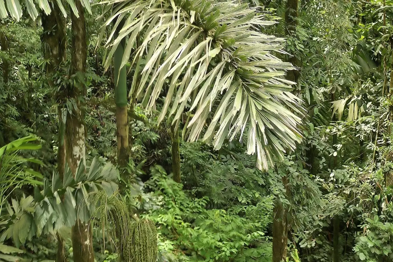 V deštném pralese chodí palmy