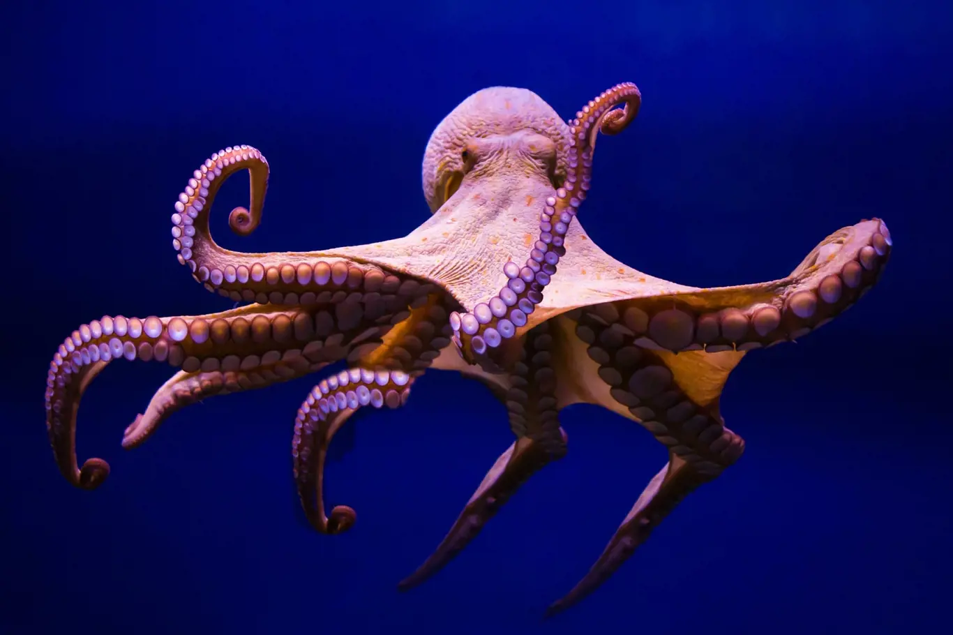 Chobotnice se dodnes loví do tradičních pastí zvaných takotsubo