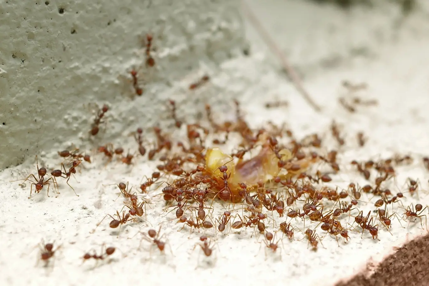 Jeden mravenec vám může být jedno. Kolonie již dokáže zničit úrodu či pořádně znepříjemnit bydlení. 
