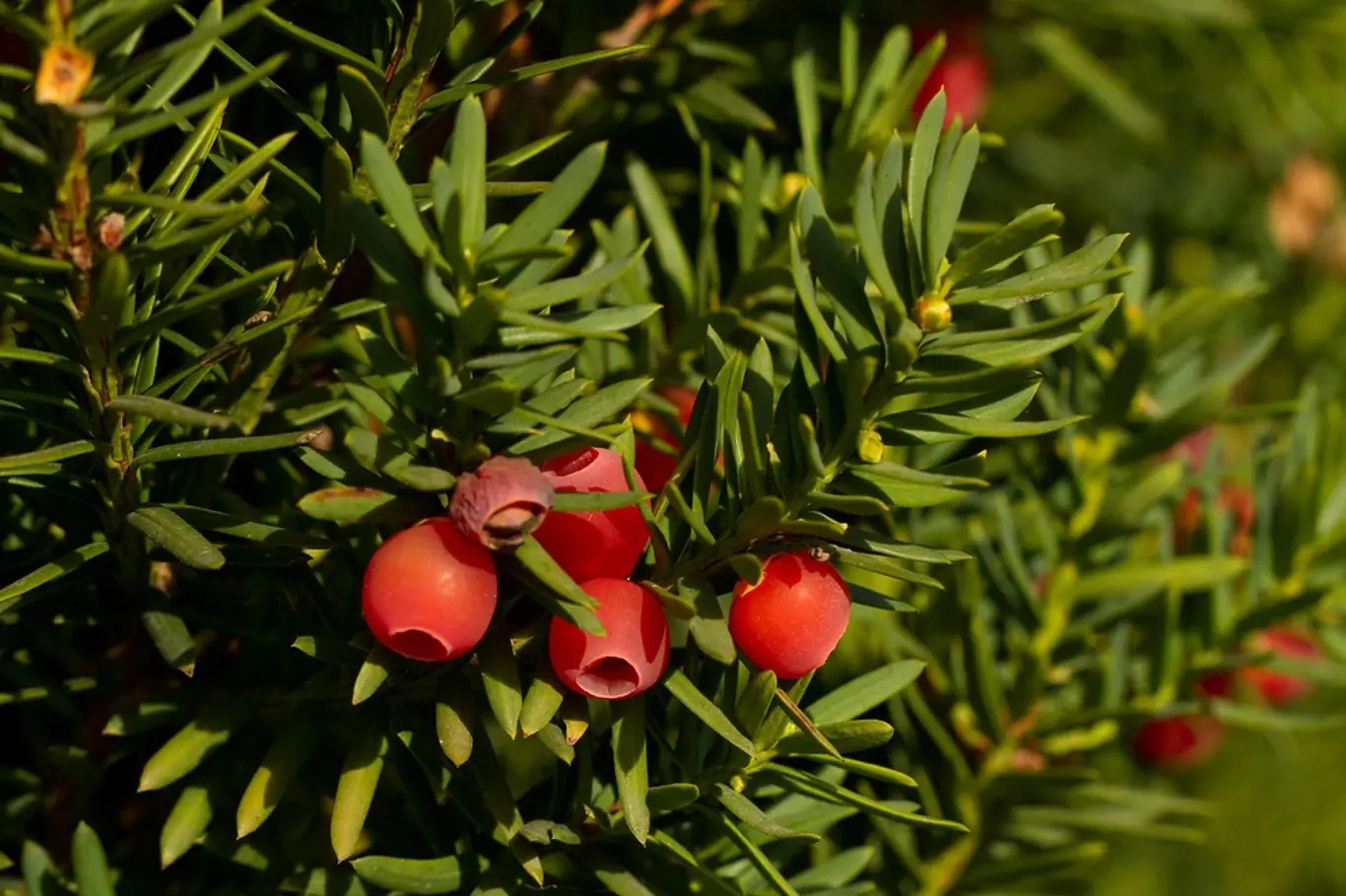 Tis červený (Taxus baccata) patří k prudce jedovatým keřům.