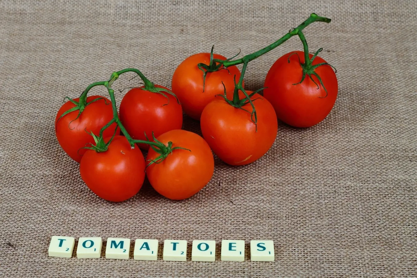 3 nejčastější chyby při zalévání rajčat