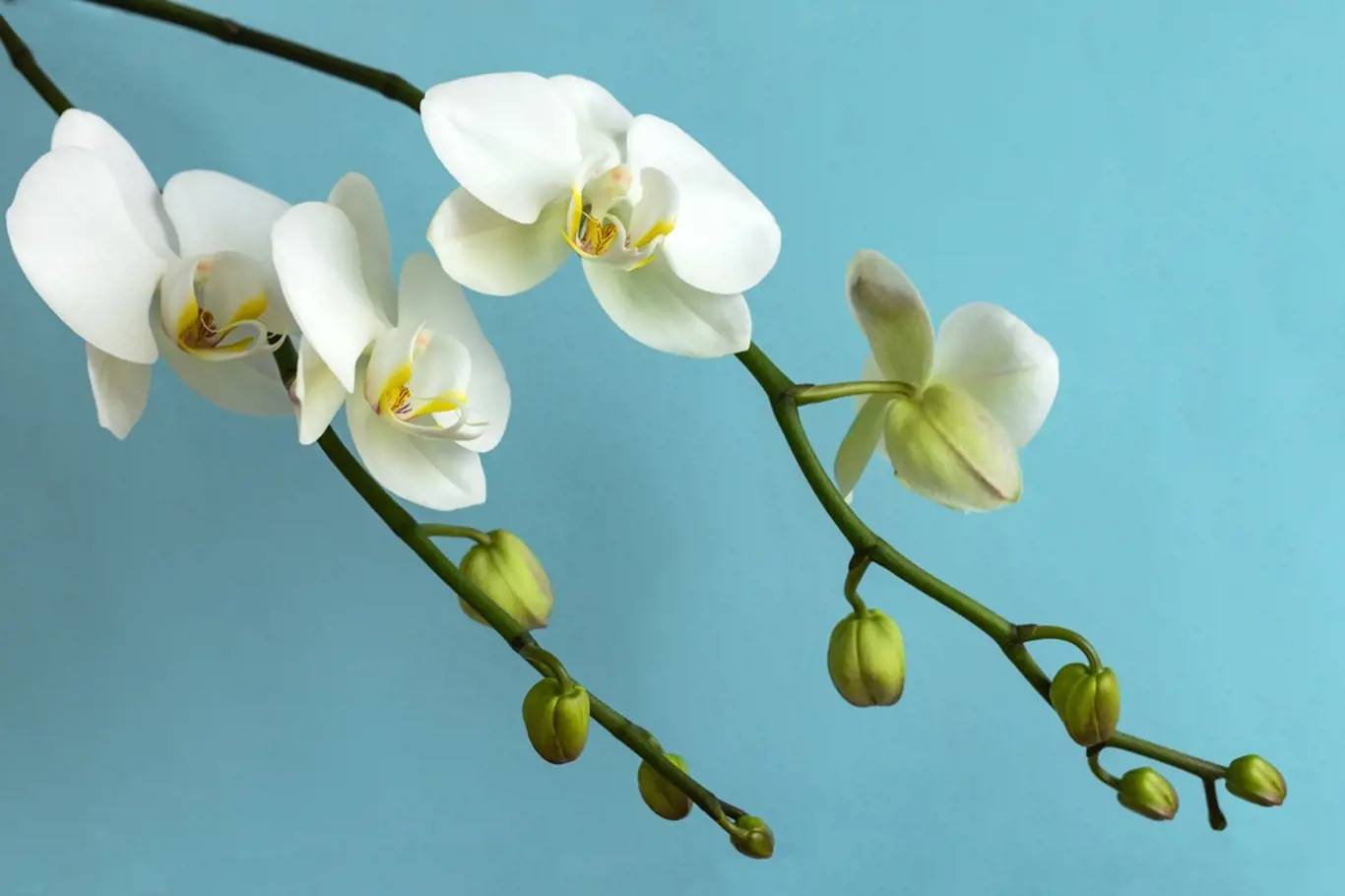 orchidej, květ, pupeny
