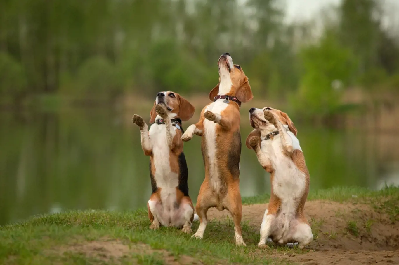 Tancující psi vzbuzují smích i obdiv.