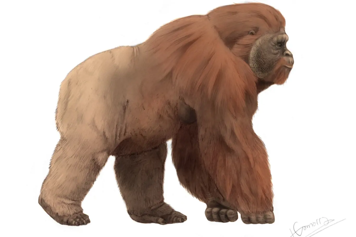 Gigantopithecus