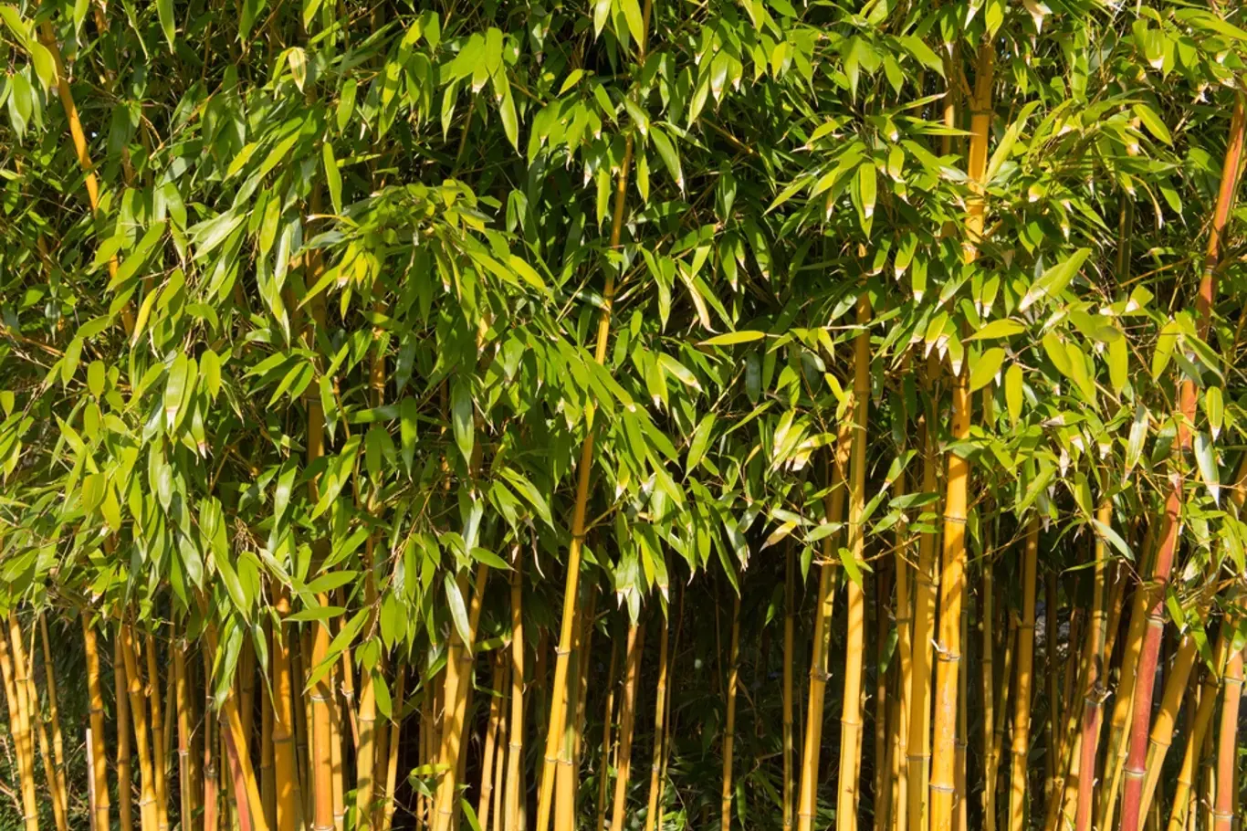 Phyllostachys aureosulcata patří mezi výběžkaté a zimovzdorné bambusy.