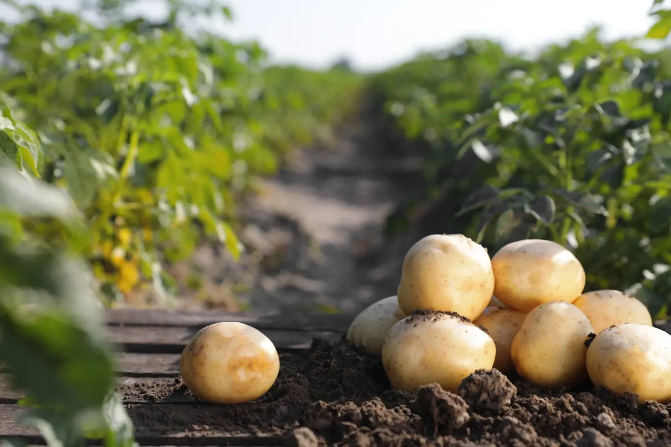 Sázení brambor není tak jednoduché, i půda vyžaduje své