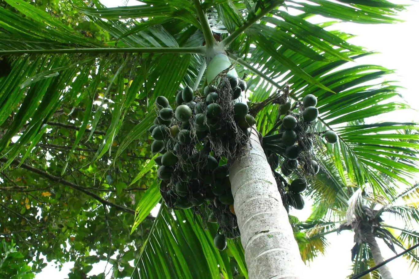 Areková palma