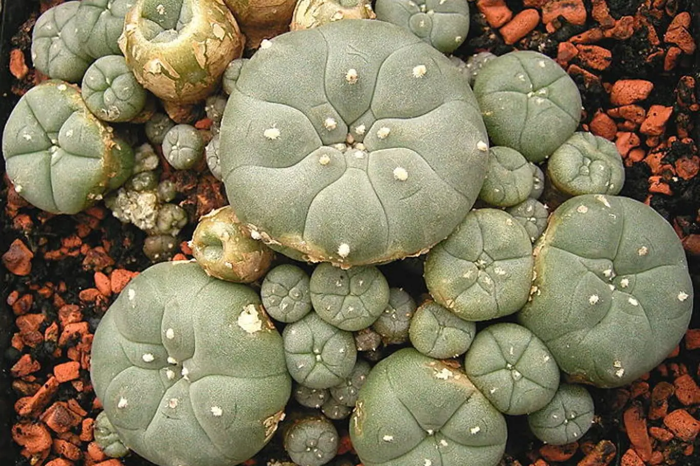 Psychotropní kaktus Lophophora williamwii