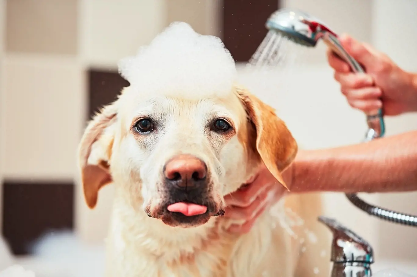 pes koupání sprcha