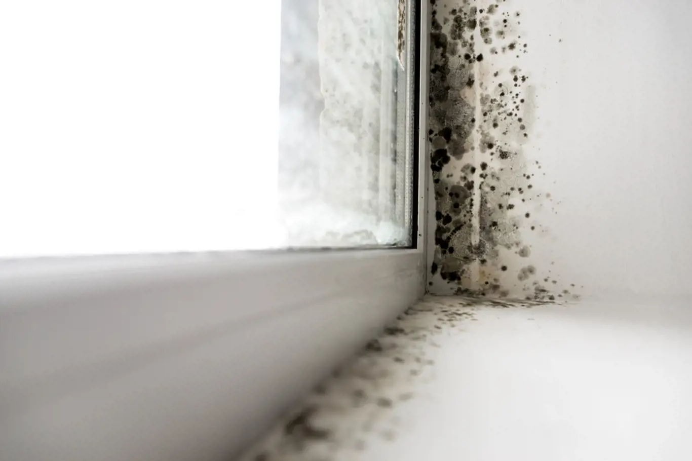 Plíseň se často objeví v rohu u okna. 