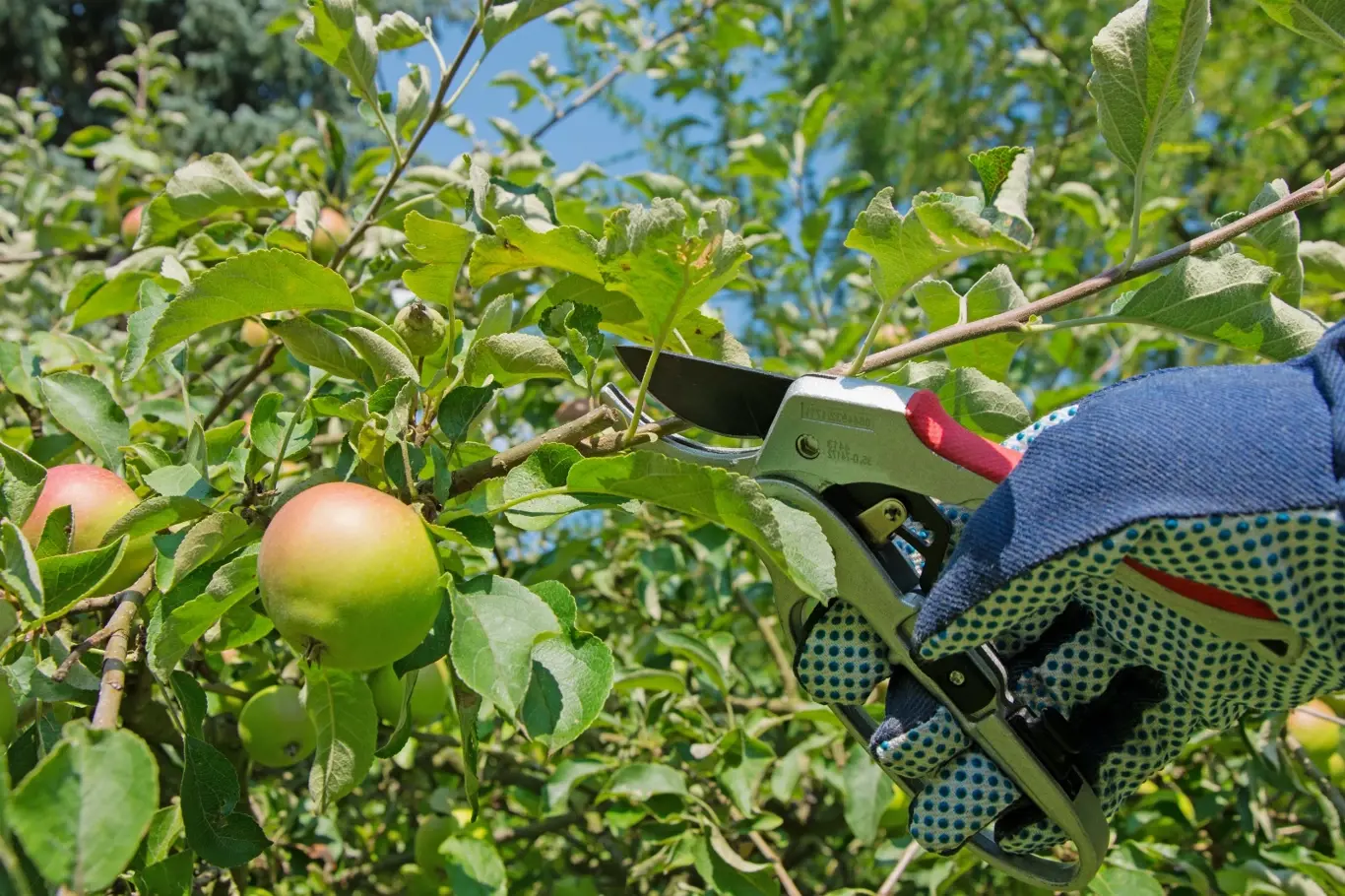 Letní řez jabloní zmírňuje neřízený divoký růst větví a zároveň prosvětluje korunu.