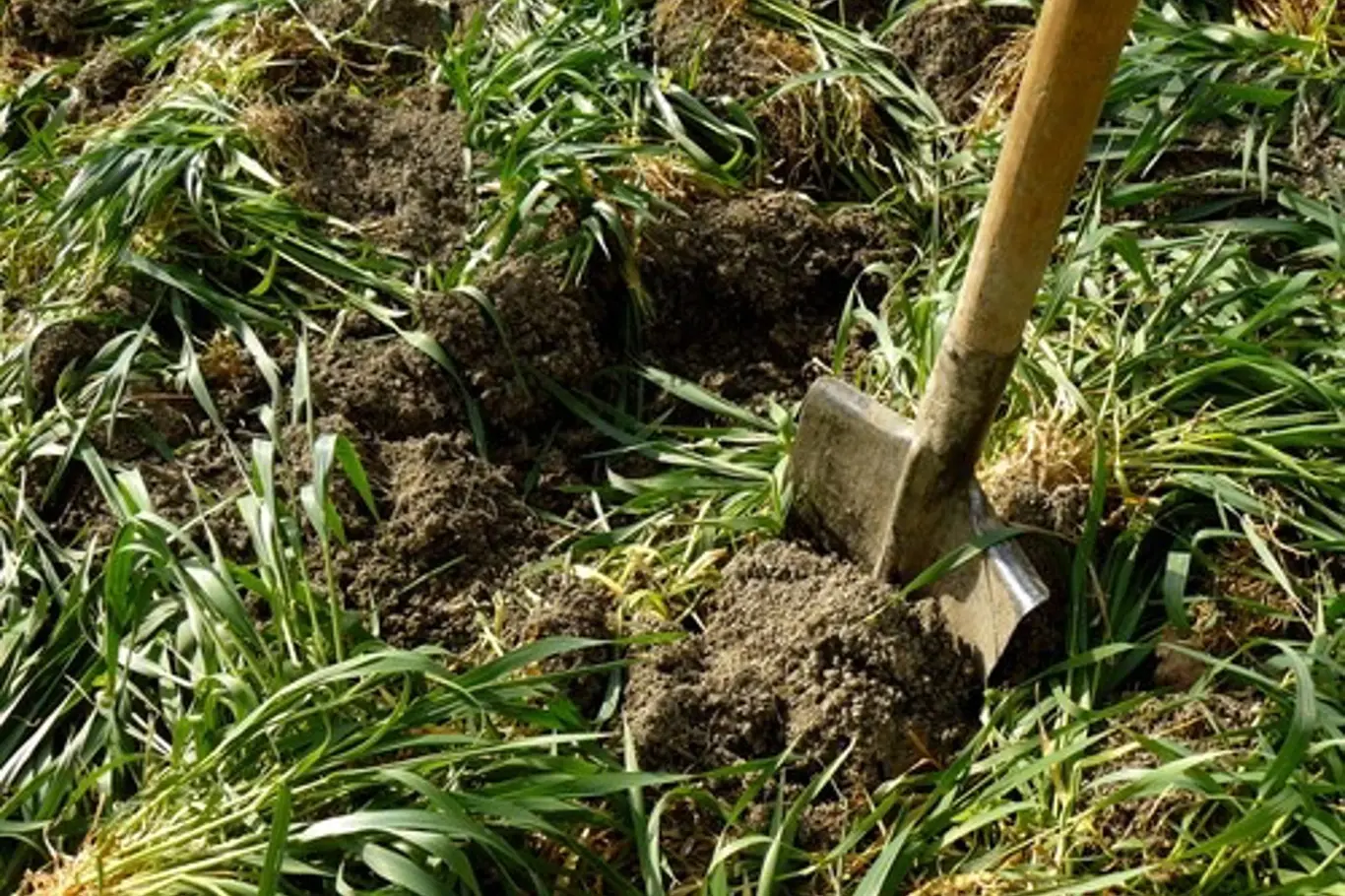 Jestliže vás tento způsob nějak inspiruje, měli byste záhony opatřit buď zeleným hnojením, nebo jim dopřát pořádnou vrstvu mulče, může to být posekaná tráva či kompost.