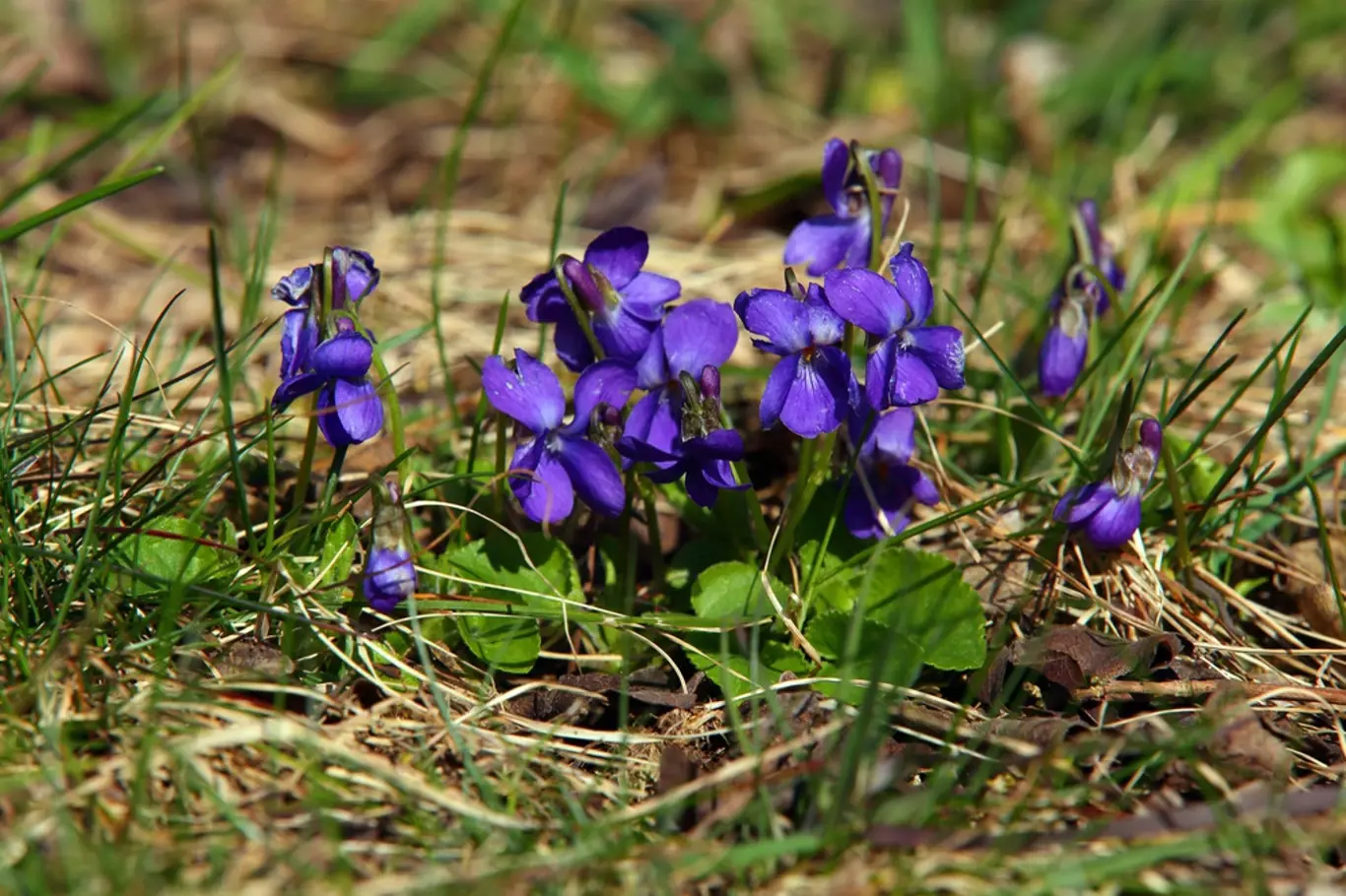 Violka vonná (Viola odorata) kvete časně na jaře.
