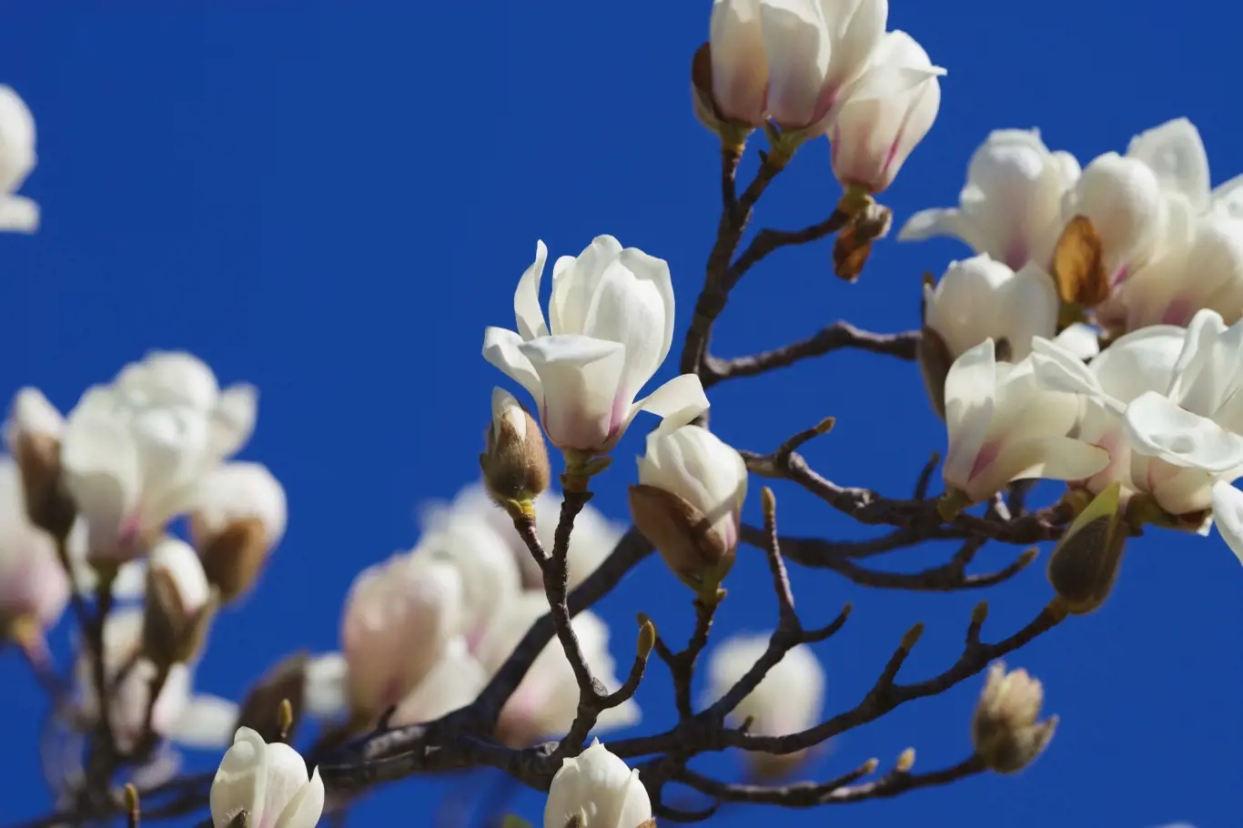 White magnolia (Magnolia denudata)