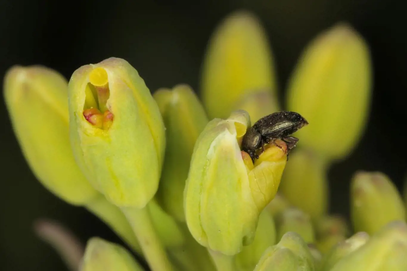 blýskáček řepkový (Meligethes aeneus)