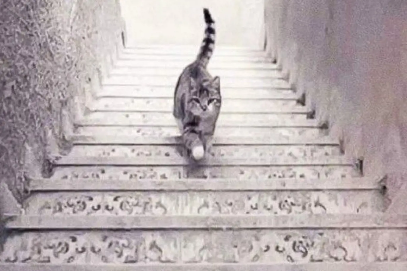 Optická iluze kočky na schodech