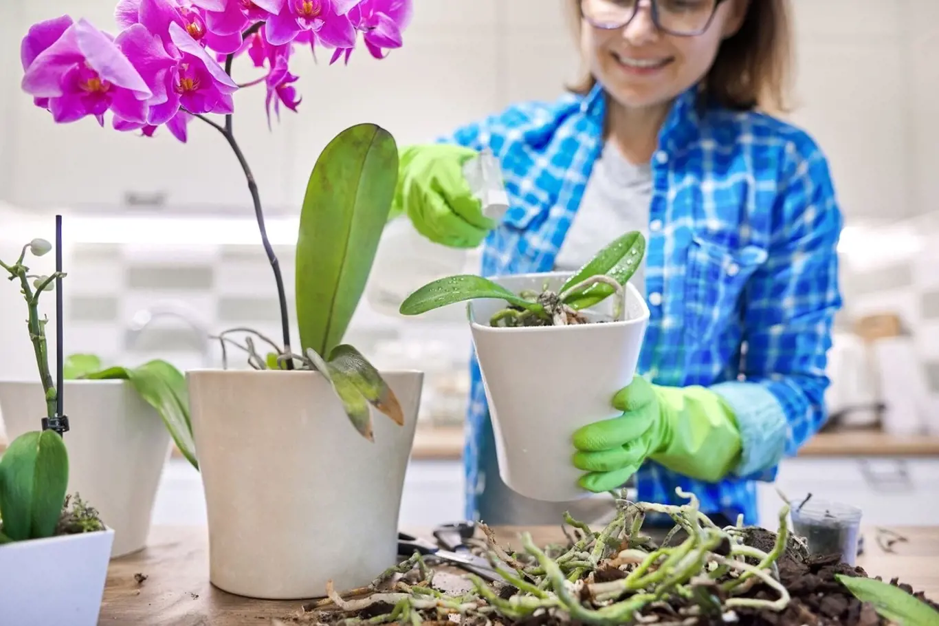 Víte, jak rozmnožit orchidej?