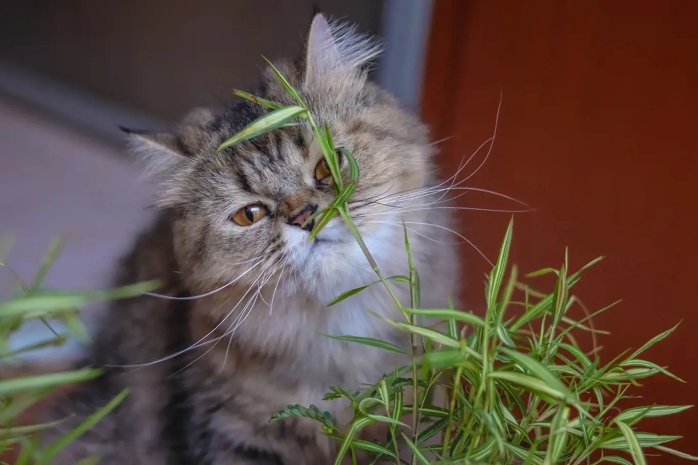 Bambus je pro kočky vhodný z důvodu, že rychle dorůstá.