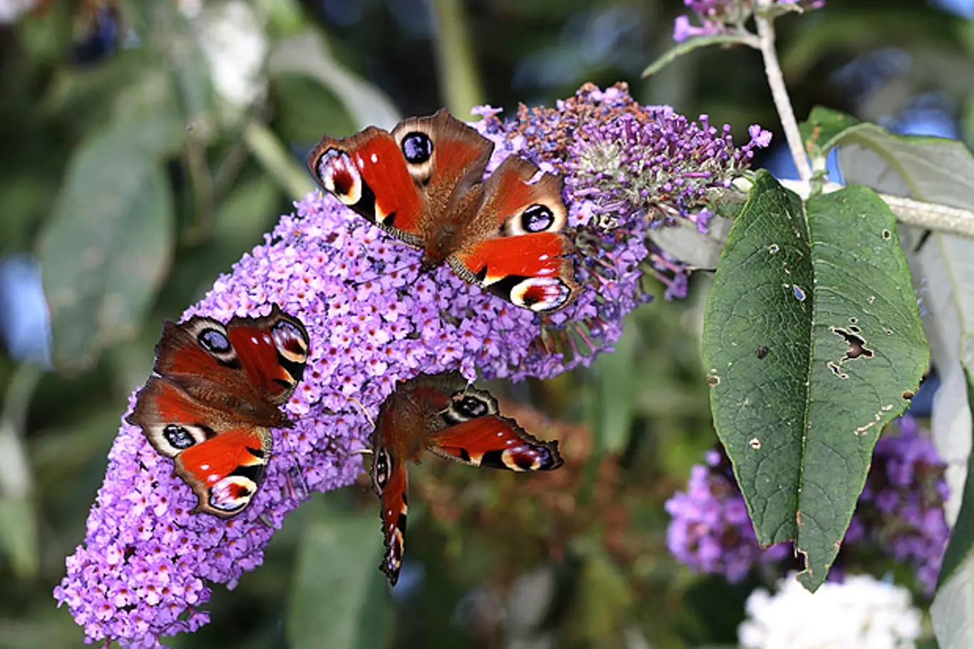 komule zvaná motýlí keř přiláká na zahradu motýly