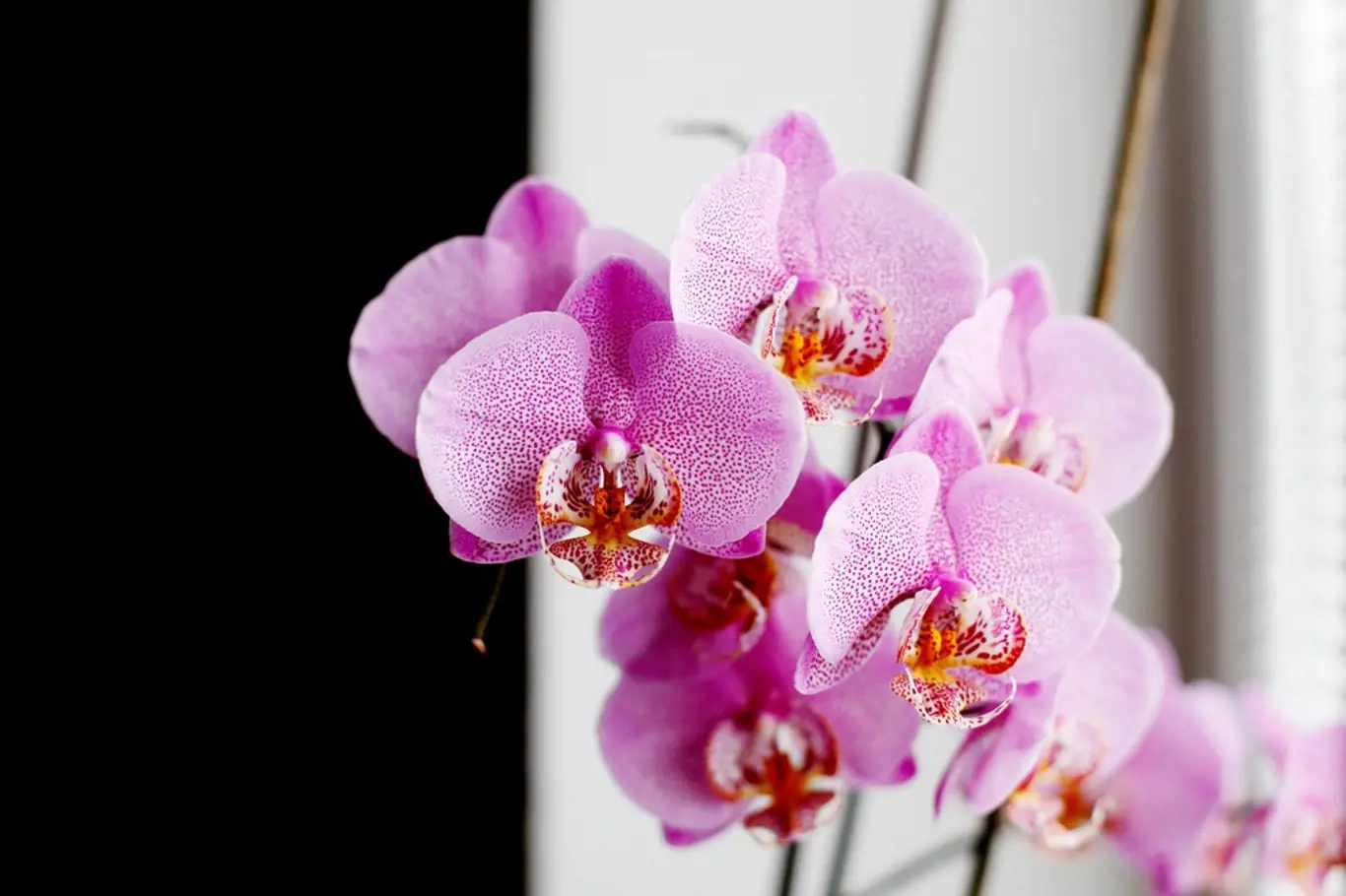Orchideje vyniknou v každé domácnosti.