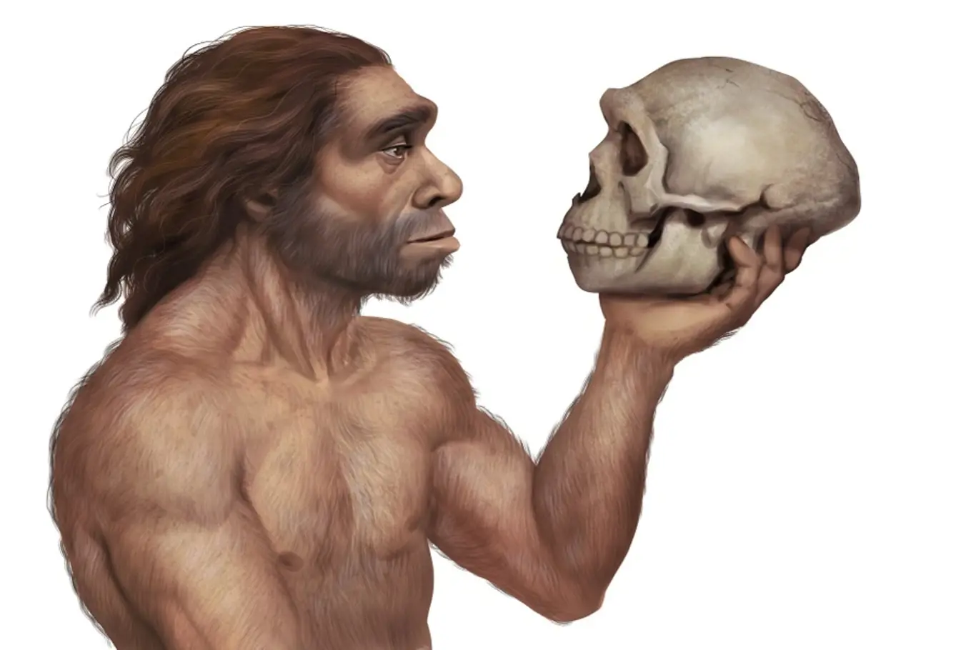 Neandertálské geny jsou spojeny s rizikem těžšího průběhu onemocnění Covid-19.