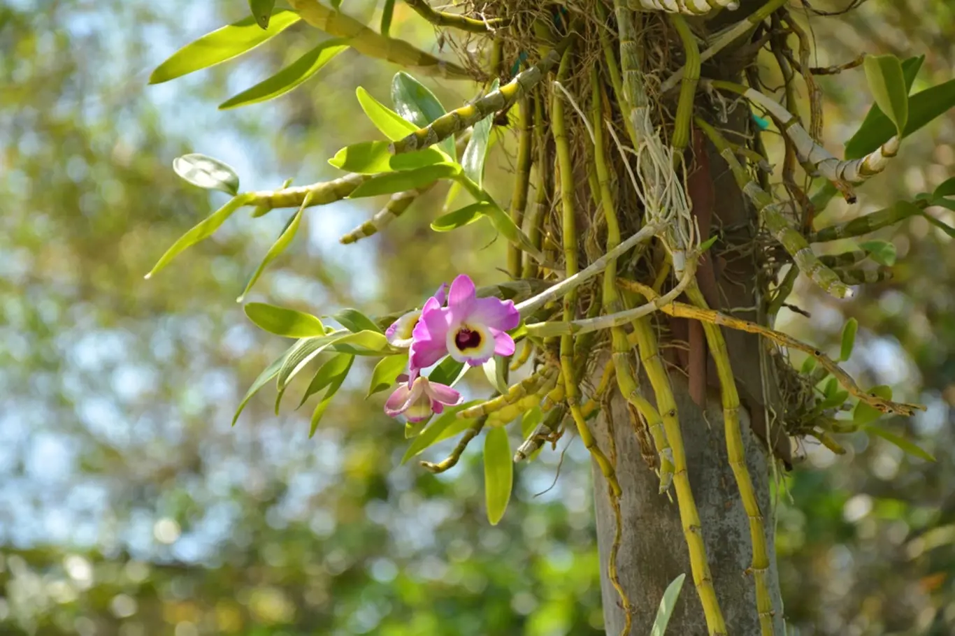 Dendrobium patří mezi epifytické orchideje rostoucí na větvích pralesních stromů.