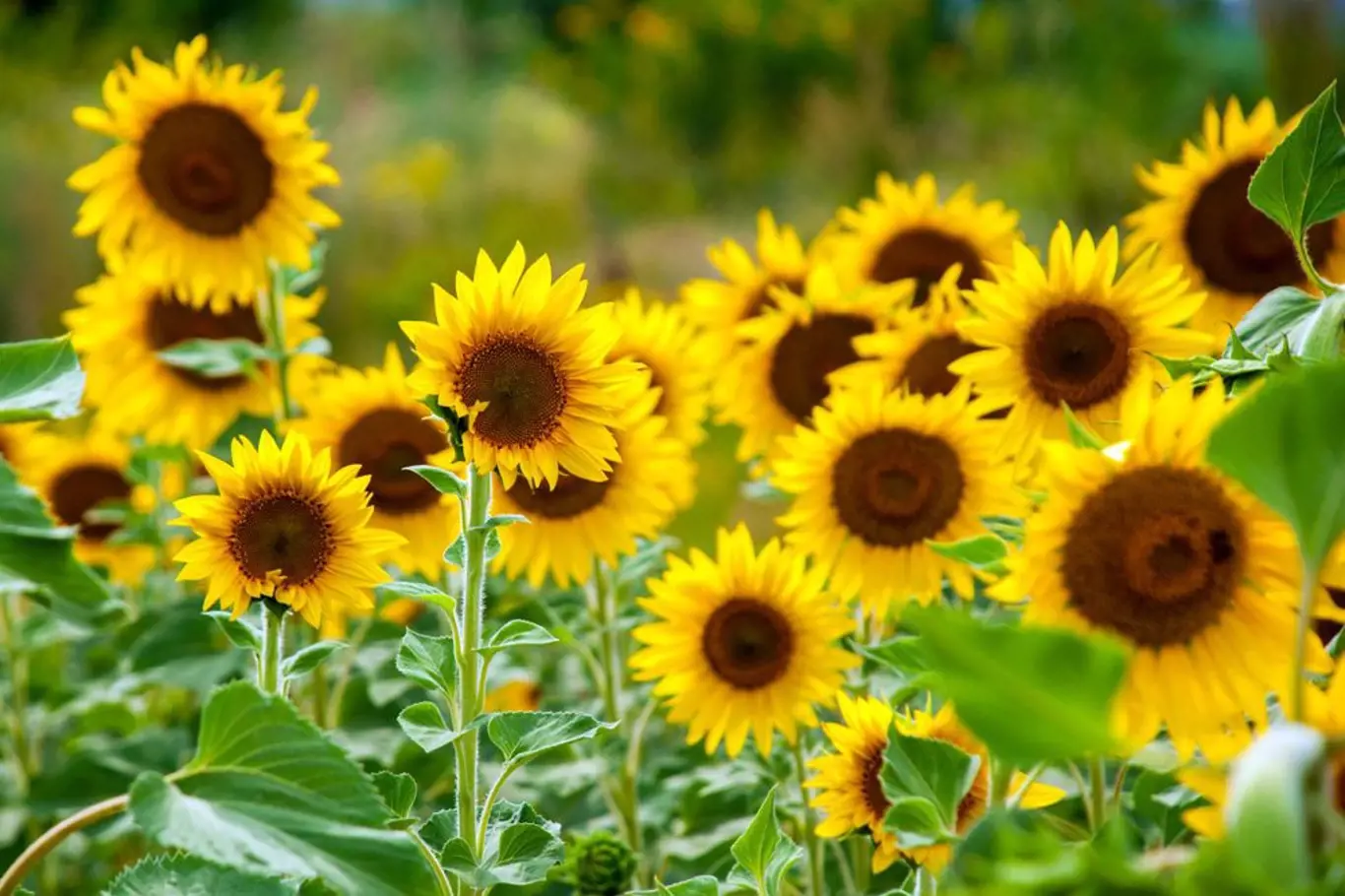 Slunečnice jsou nejen nádherné, ale také jedlé - nejen semena, ale i květní úbory