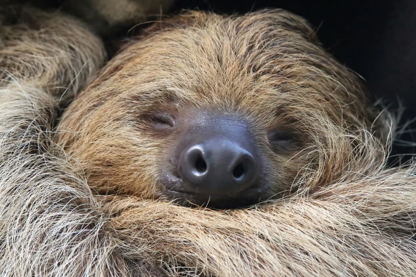Navzdory pověstem jsou lenochodi poměrně čilá zvířata – spí jen asi 10 hodin denně.