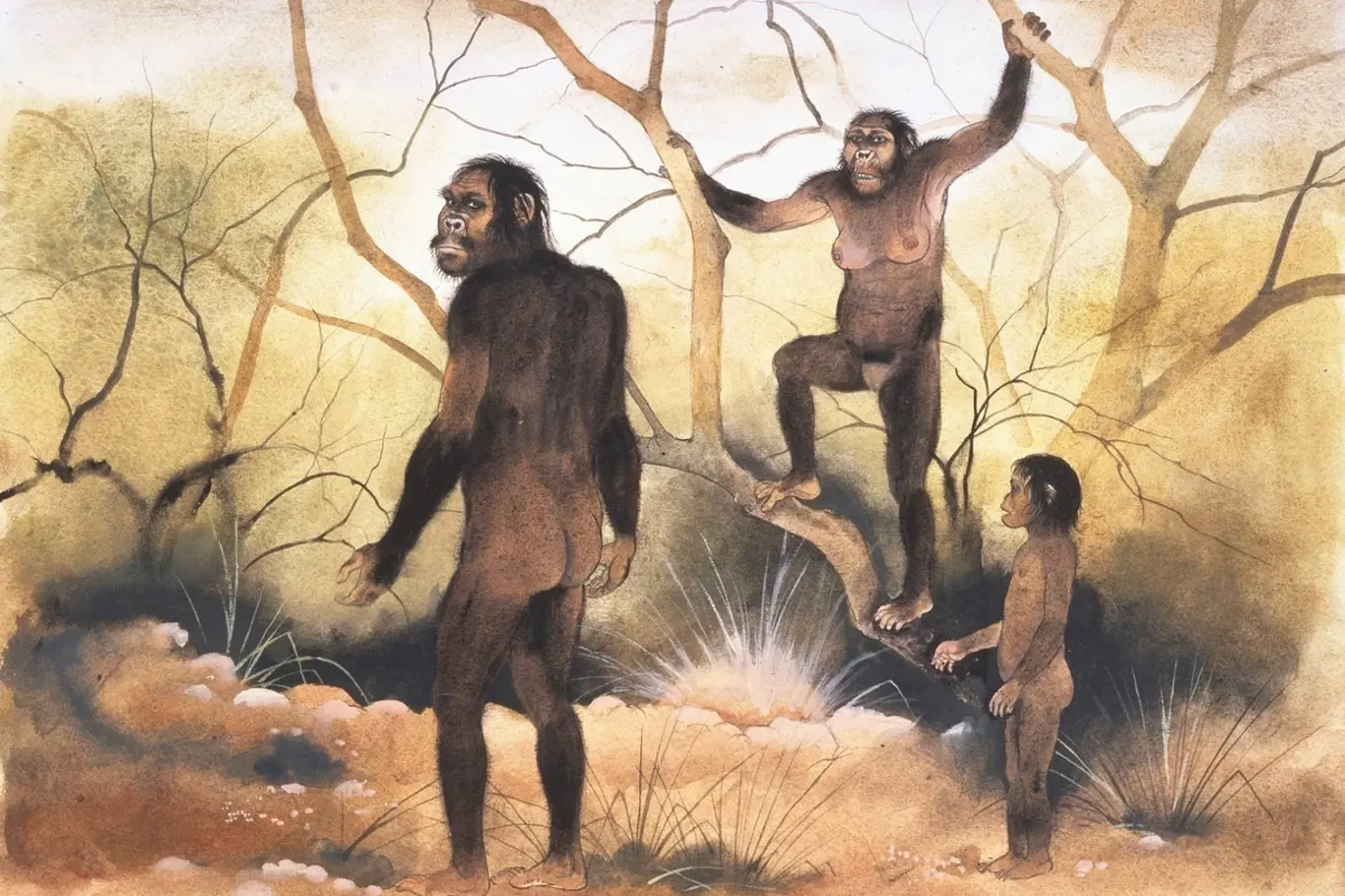 Zástupci Australopithecus afarensis chodili vzpřímeně, ale ještě uměli šplhat po stromech.