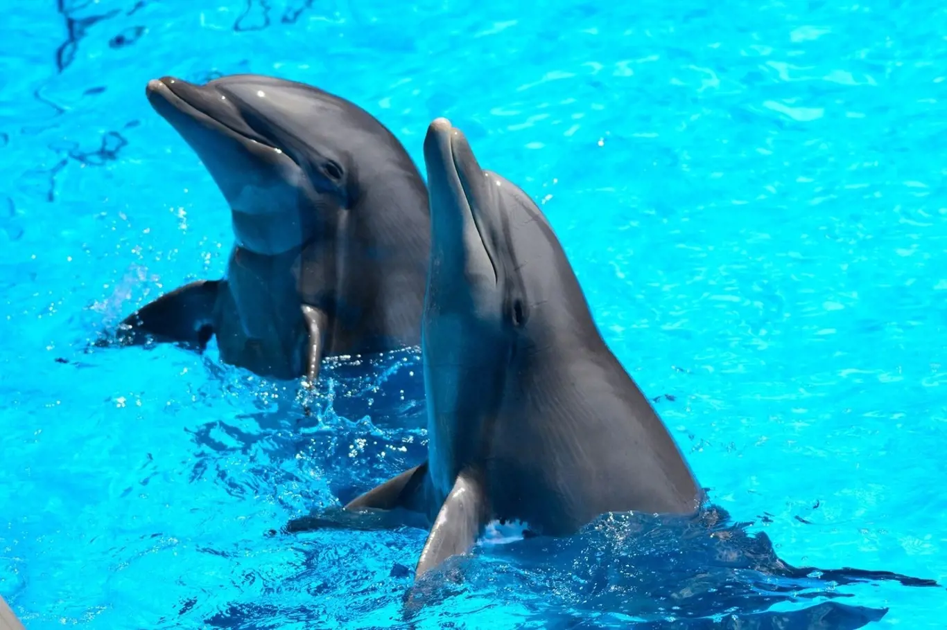 Z důvodu bezpečnosti se také delfíni při spánku drží pohromadě.