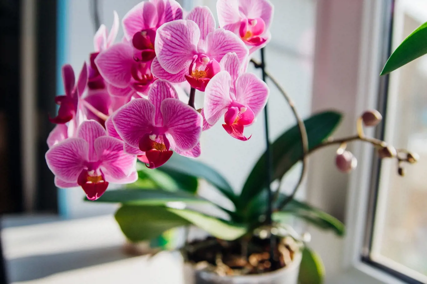 Orchideje a výhonky