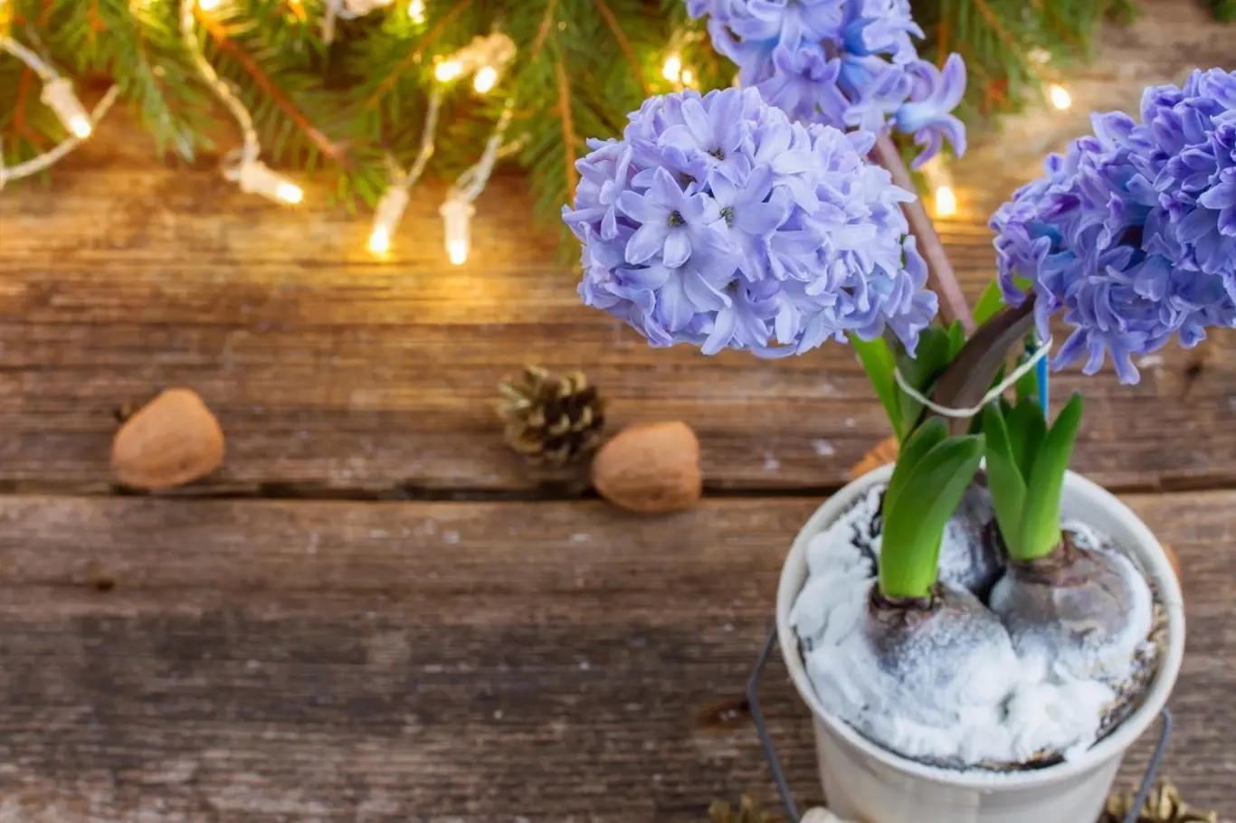 Umíte rychlit hyacinty, aby vám kvetly na vánočním stole?