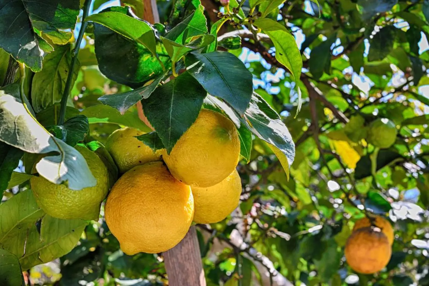 citrusovniky