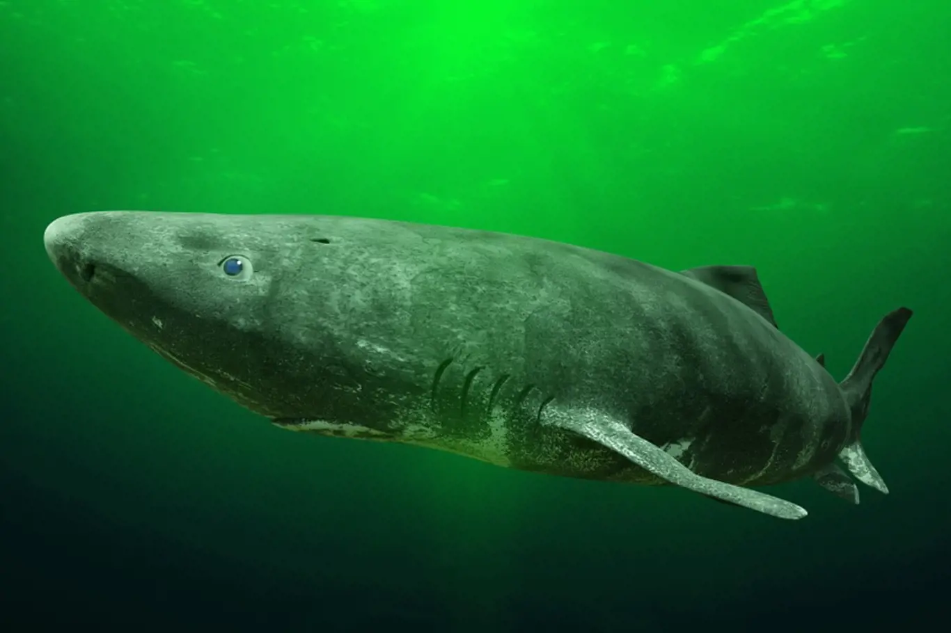 žralok grónská