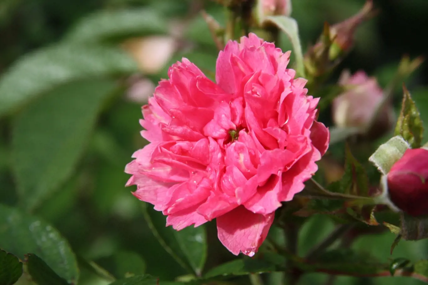 Sadová růže, odrůda J. Grootendorst