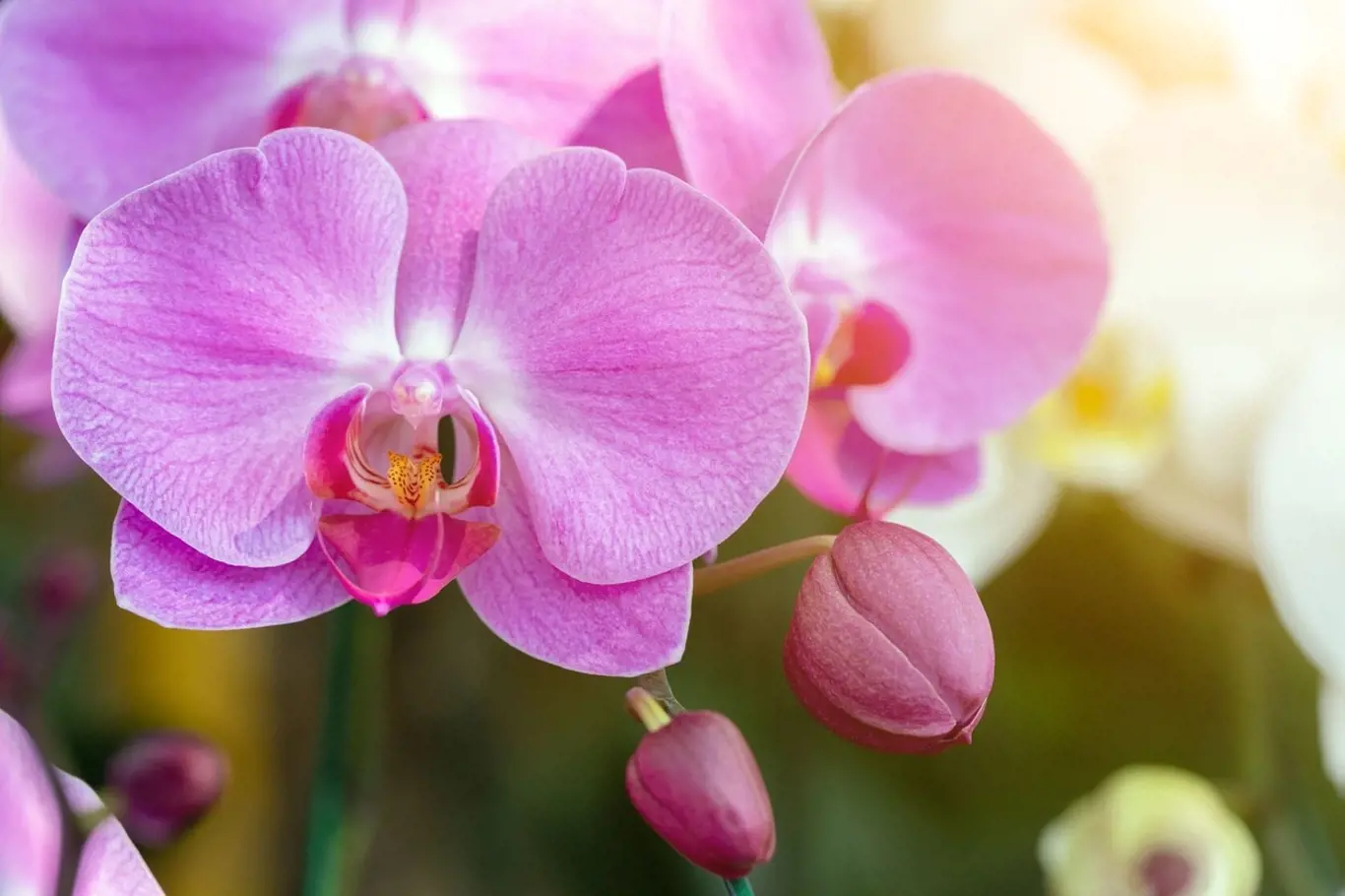 Chcete krásně kvetoucí a zdravé orchideje? Uvařte jim banánový čaj!