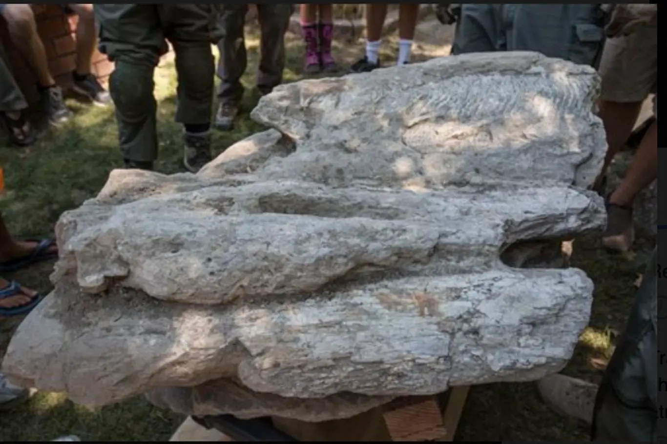 Členové pátracího a záchranného týmu losangeleského šerifa stojí kolem 16-17 milionů let staré zkameněliny, která uvízla ve skále
