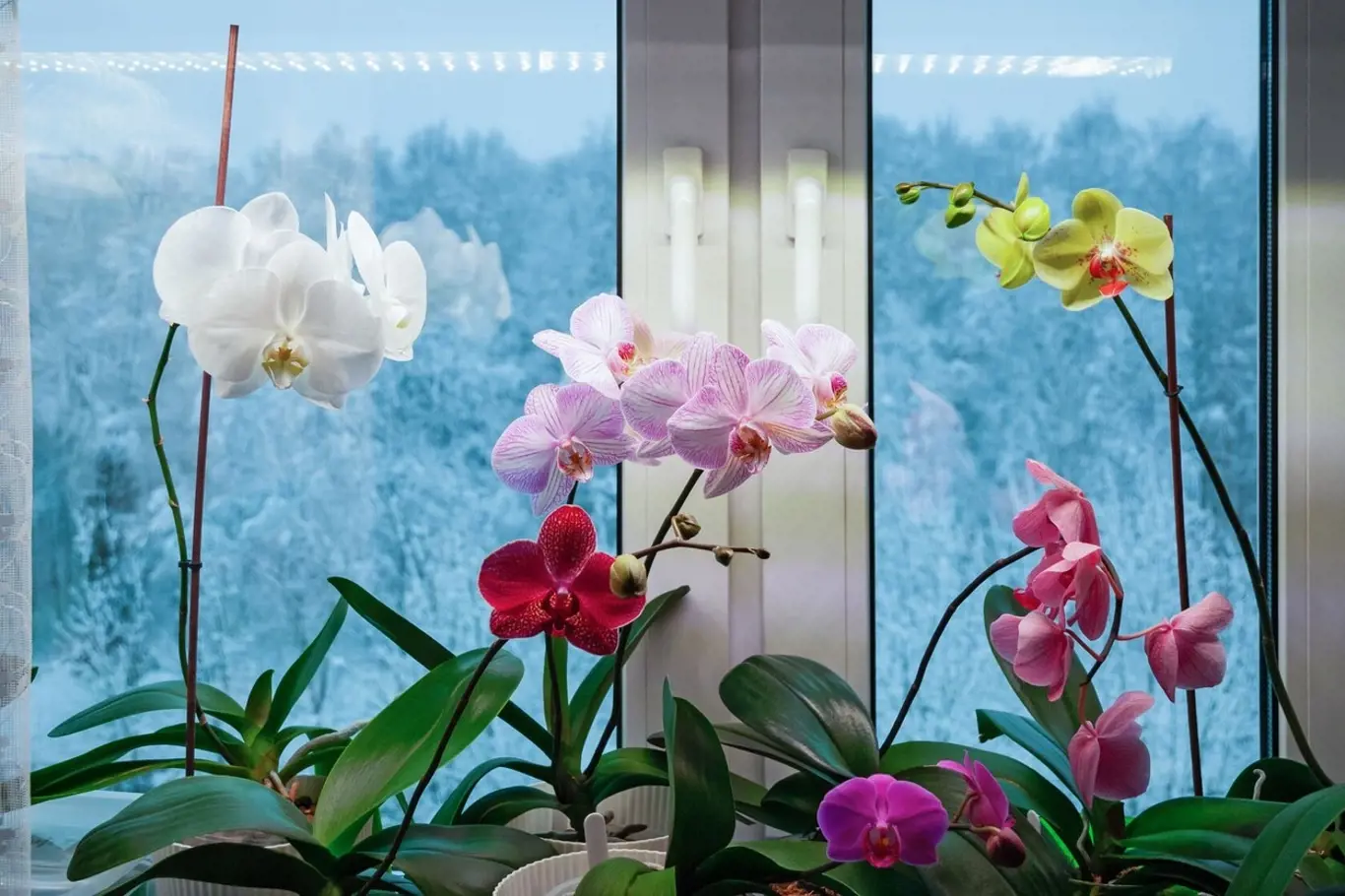 Přehoďte své orchideje do zimního režimu