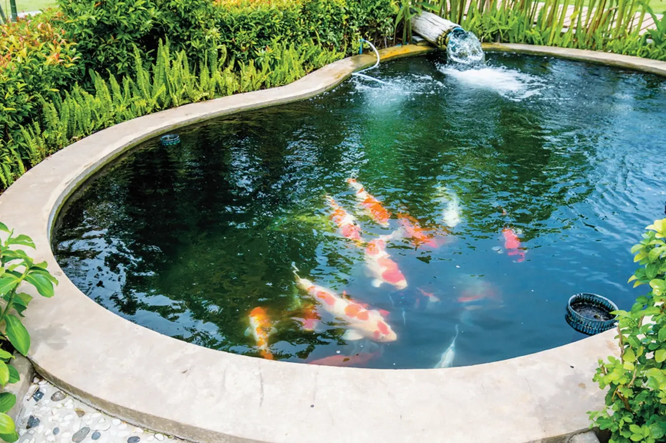 Chováte v zahradním jezírku ryby?