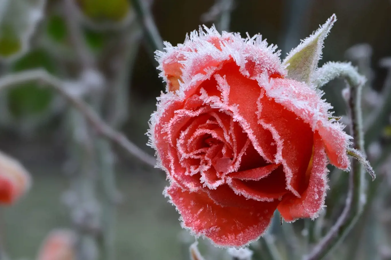 růže v zimě