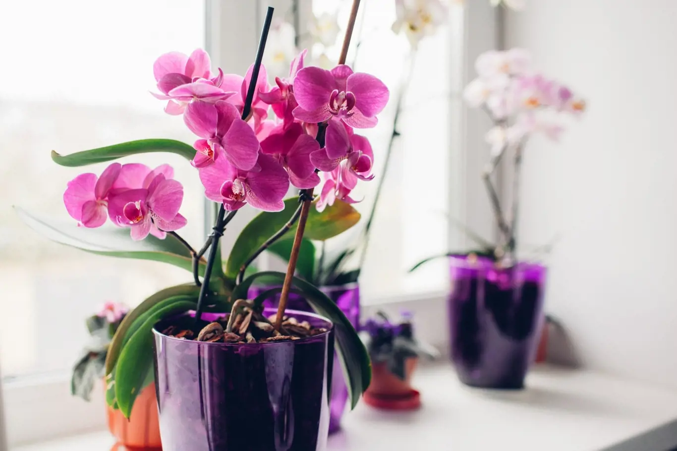 Orchideje zdobí nejen naše zahrady, ale častěji i parapety našich oken v bytech či domech