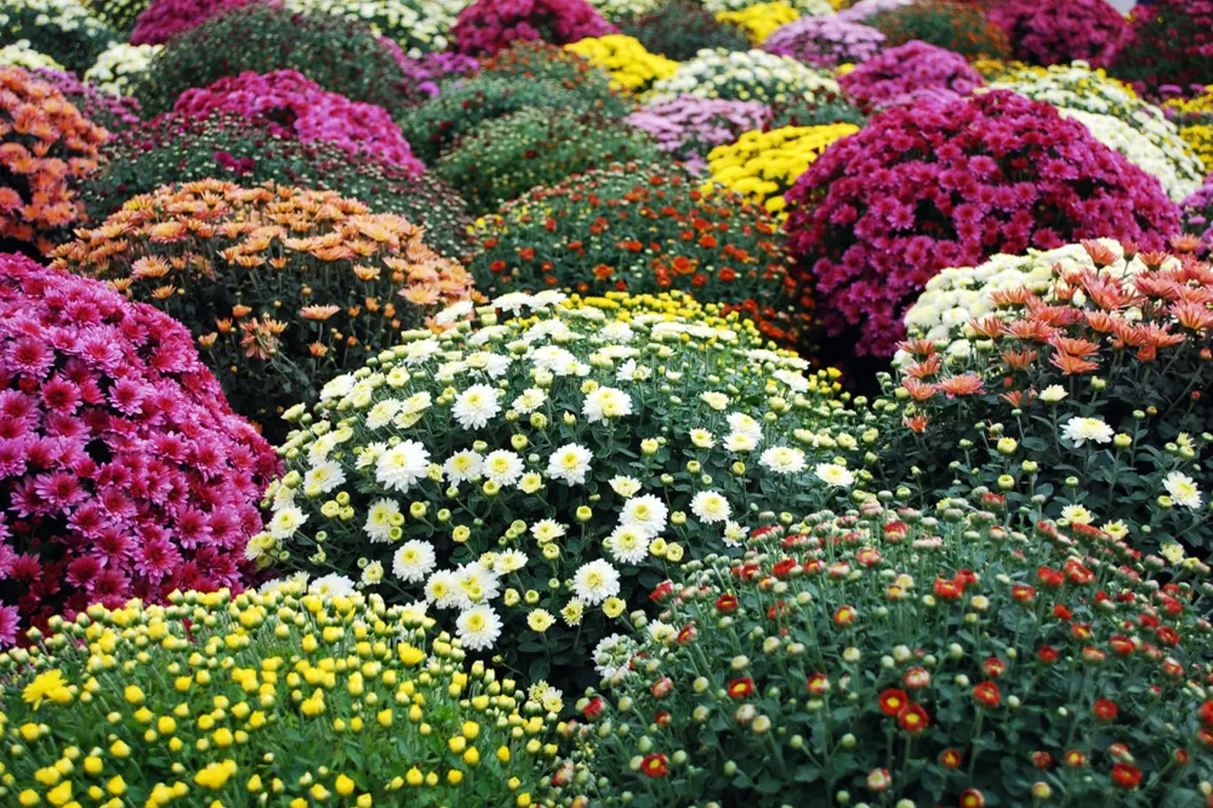 Chryzantémy zapěstované do kompaktních tvarů jsou ozdobou podzimní zahrady, nejčastěji v nádobách
