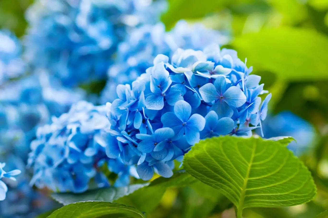 Modře kvetoucí hortenzie.