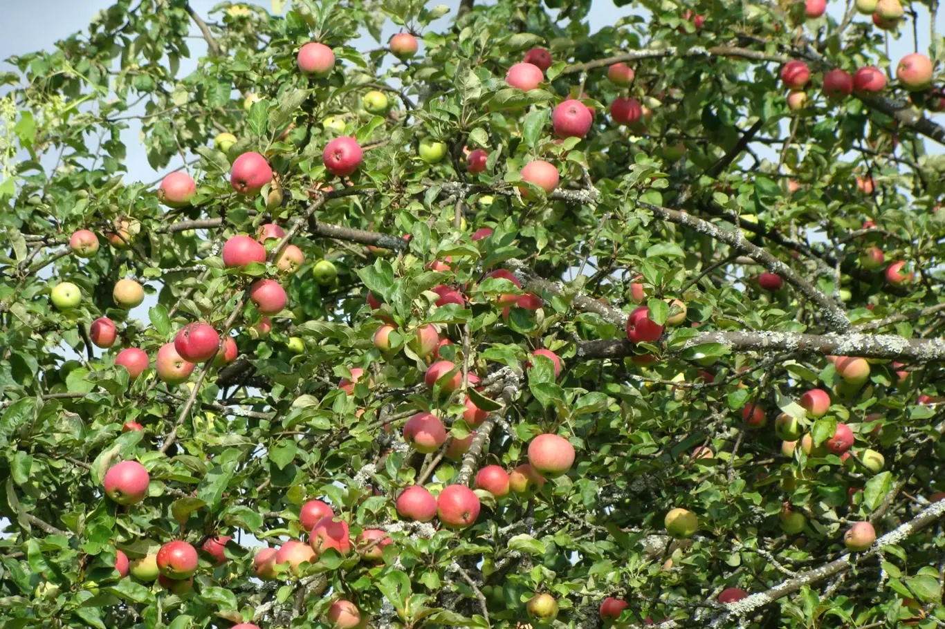 Jabloň plody