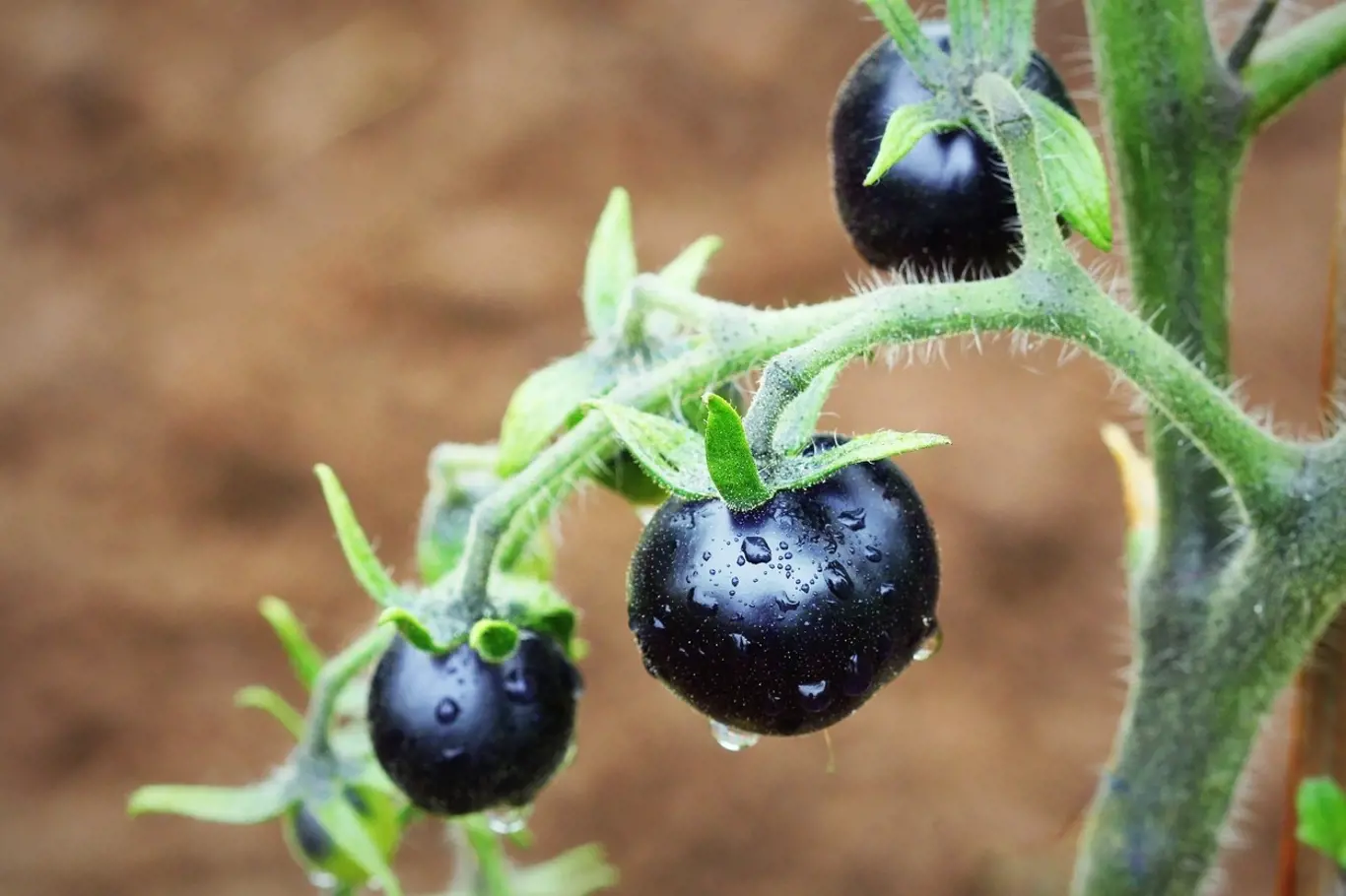 Vypěstujte si černá rajčata! Není to nic těžkého.